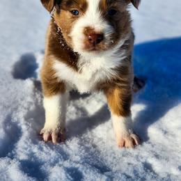 Porter - Full Tail - 2 Blue Eyes - Red merle male Miniature Australian Shepherd puppy in Mc Alester, Oklahoma from Angel's Aussies