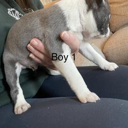Boy 1 - Blue male Boston Terrier puppy in Ofallon, Missouri from Lucky 7 Bostons