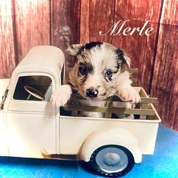 Merle - Blue merle male Border Collie puppy in Cleveland, North Carolina from Morning Glory Farm-border collies/Beyond Brilliant Dog Co.