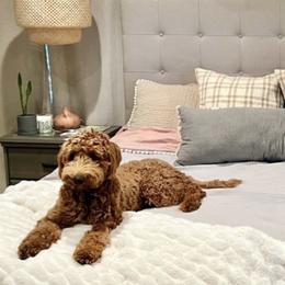Aussiedoodles, Bernedoodles, Goldendoodles, and Poodles from K Brand Doodles