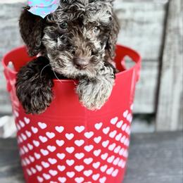 Pookie Pie - Merle female Goldendoodle puppy in Mc Kinney, Texas from Flair Doodles