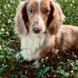 Dachshunds from Cindy Marmon
