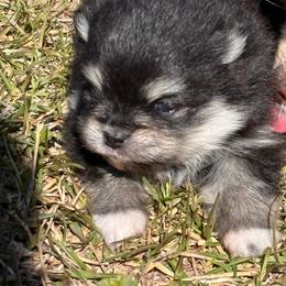 Female - Black and tan female Pomeranian puppy in Fayetteville, North Carolina from Tar-heel Poms