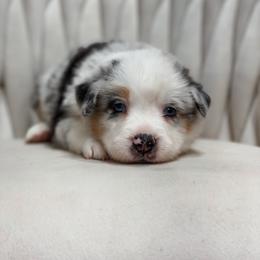 Stella AKC - Blue merle female Australian Shepherd puppy in Polk City, Florida from Skaky Shepherds