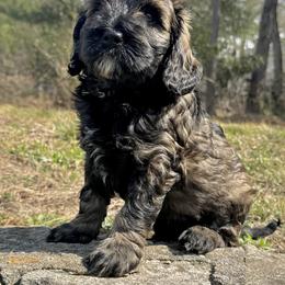 Carbon - Phantom male Goldendoodle puppy in Hendersonville, North Carolina from Kim's Cove Dog Co.