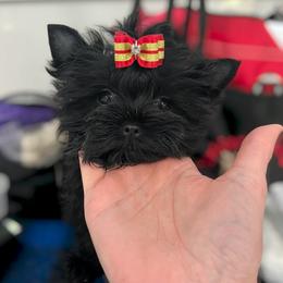 Orin - male Russian Salon Dog puppy in Kendallville, Indiana from Yorkies Kisses/Rusalka Siren Song