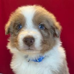 DR5 - Red merle male Australian Shepherd puppy in Ada, Ohio from Windy Hill Aussies