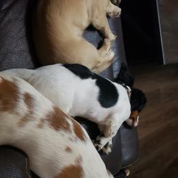 Basset Hound and Dachshund Puppies from V's Southern Angels