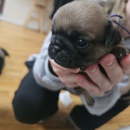 Purple - Fawn female Pug puppy in Tallapoosa, Georgia from West Georgia Pugs