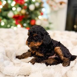 Six-Seven - Phantom male Poodle puppy in Chapel Hill, North Carolina from Cyndi’s Poodles