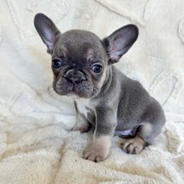 Girl 1 - Tricolors female French Bulldog puppy in City Of Industry, California from Cert. Frenchies