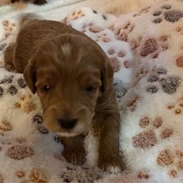 Anastasia - Apricot female Goldendoodle puppy in Lillington, North Carolina from Peace, Love, and Puppies at the Creek