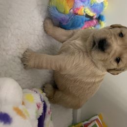 Golden Retriever Puppies from Golden Wise