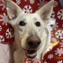 German Shepherds from East Coast k9's