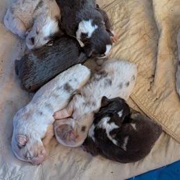 Girl 2 - Red merle female Australian Shepherd puppy in Cherry Grove, Oregon from TLC Dream and Pureland Australian Shepherds