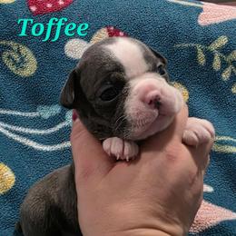 Toffee - Blue male Boston Terrier puppy in Columbus, Ohio from Bryn's AKC Bostons