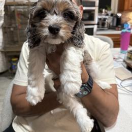 Gizmo - Merle male Cockapoo puppy in Miami, Florida from Peshos Cockapoos