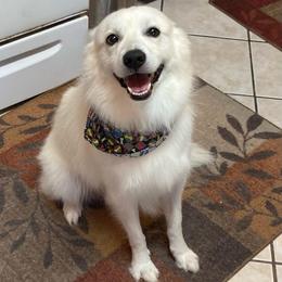 JoJo - White and biscuit male American Eskimo Dog puppy in Westwego, Louisiana from Connie's American Eskimo Dogs and Mini Australian Shepherd Dogs