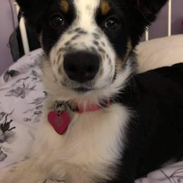 Australian Shepherd Puppies from CassLee Australian Shepherds