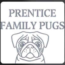 Boy 3 - Cream male Pug puppy in Auburn, Kentucky from Prentice Family Pugs