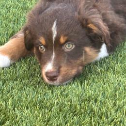 Yellow - Red tri female Miniature Australian Shepherd puppy in Arizona from Country Charm Mini Aussies