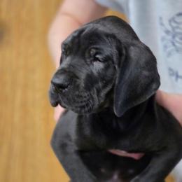 Garth - Black male Great Dane puppy in Cottage Grove, Oregon from Divine Rottweilers