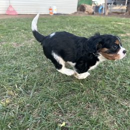 Cavalier King Charles Spaniel Puppies from Red Desert Cavalier’s