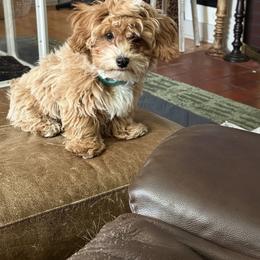 Havapoo Puppies from Havapoo Kennels