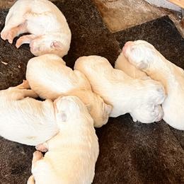 Great Pyrenees puppies from Outlaw Acres Farm & Kennels