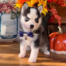 Piper - Wolf sable female Pomsky puppy in Venus, Pennsylvania from Hemlock Pines Pomsky