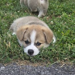 Pembroke Welsh Corgi Puppies from Salted Rim Corgis