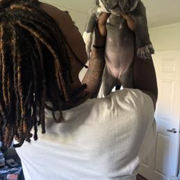 American Bully Puppies from M&M XL Bully Kennel