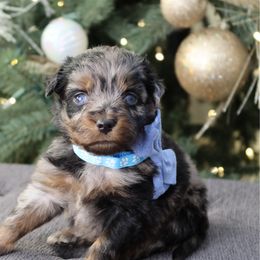 Blueberry - male Australian Mountain Doodle puppy in Murray, Utah from Sun Valley Doodles
