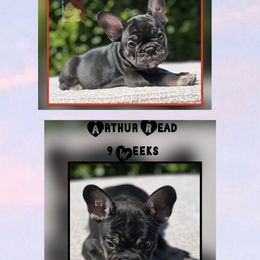 French Bulldog Puppies from Briyana Leighs Litters LLC