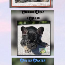 French Bulldog Puppies from Briyana Leighs Litters LLC