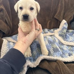 Girl 1 - Yellow female Labrador Retriever puppy in Isanti, Minnesota from Four Corners Family Labs