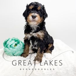 Honey - Tri-color female Bernedoodle puppy in Baroda, Michigan from Great Lakes Bernedoodles