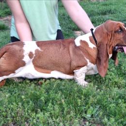 Nova - Basset Hound