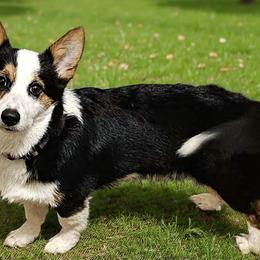 Chesterton (Chester) - Black and tan male Pembroke Welsh Corgi puppy in Castle Rock, Washington from Heckman Corgis