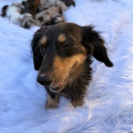 Dachshund Puppies from Collier Dachshunds