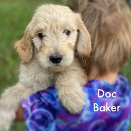 Doc Baker - Goldendoodle puppy in Lancaster, Minnesota from North Star Dog Training