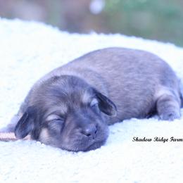 Girl 1 - female Dachshund puppy in Murray, Kentucky from Shadow Ridge Farms