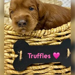 Truffles - Red female Australian Labradoodle puppy in Sacramento, California from Delta Breeze Labradoodles