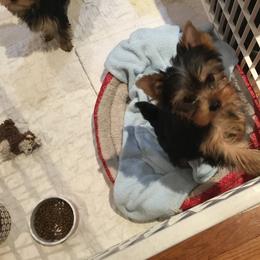 Yorkshire Terrier Puppies from Yorkie Show Dogs