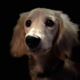 Tundra - Dachshund