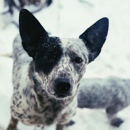 Pepper - Australian Cattle Dog