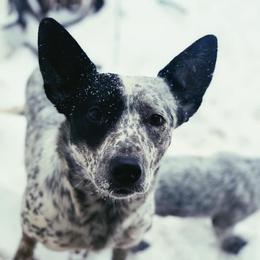 Pepper - Australian Cattle Dog