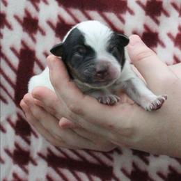 Tracker - Light Blue - Blue male Australian Cattle Dog puppy in Colbert, Oklahoma from LoveAHeeler