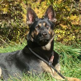 Draca - German Shepherd