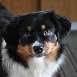 Bridget - Miniature American Shepherd